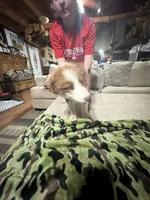 Woody, a male Border Collie for sale in Waco, TX – 4 of 5