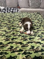 Bo, a male Border Collie for sale in Waco, TX – 2 of 2