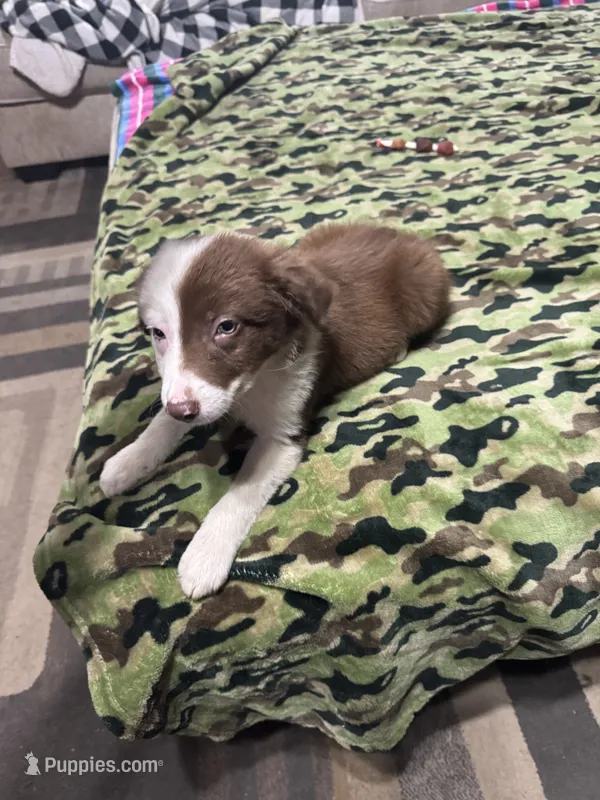 Luke – Border Collie puppy for sale in Waco, TX