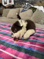Daisy , a female Border Collie for sale in Waco, TX – 2 of 2