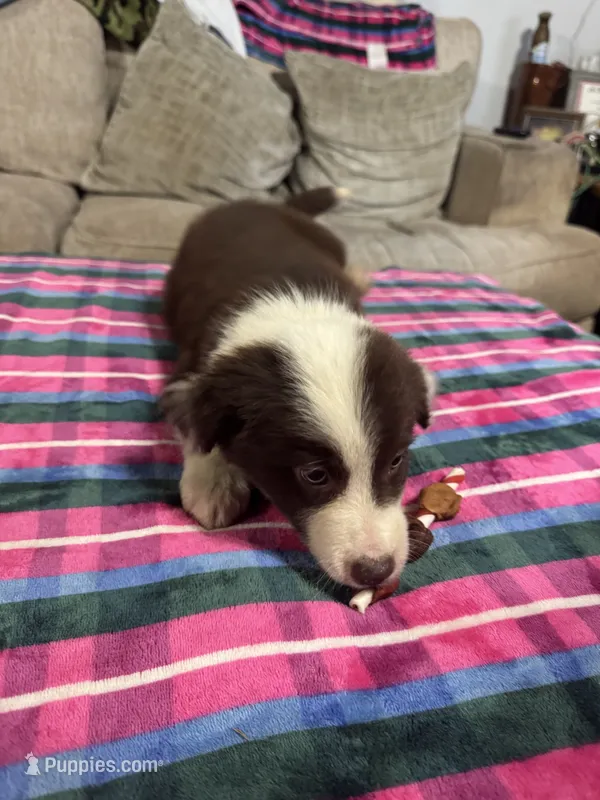 Daisy  – Border Collie puppy for sale in Waco, TX