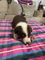 Daisy , a female Border Collie for sale in Waco, TX – 1 of 2