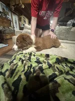 Woody, a male Border Collie for sale in Waco, TX – 5 of 5