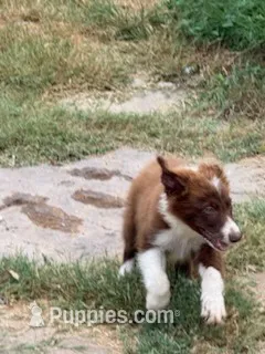 Stitch – Border Collie puppy for sale in Waco, TX