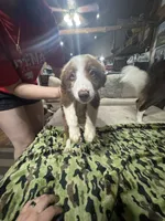 Woody, a male Border Collie for sale in Waco, TX – 3 of 5