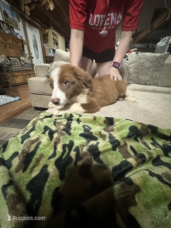 Woody – Border Collie puppy for sale in Waco, TX