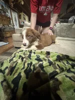 Woody, a male Border Collie for sale in Waco, TX – 1 of 5