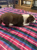 Elsa, a female Border Collie for sale in Waco, TX – Photo 2 of 3