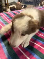 Elsa, a female Border Collie for sale in Waco, TX – Photo 1 of 3