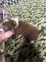 Stitch, a male Border Collie for sale in Waco, TX – 2 of 2