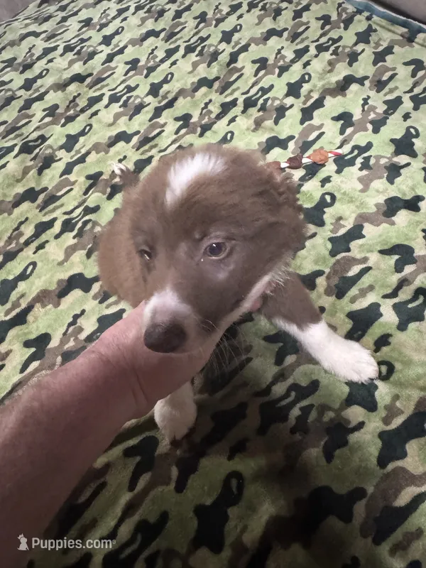 Stitch – Border Collie puppy for sale in Waco, TX