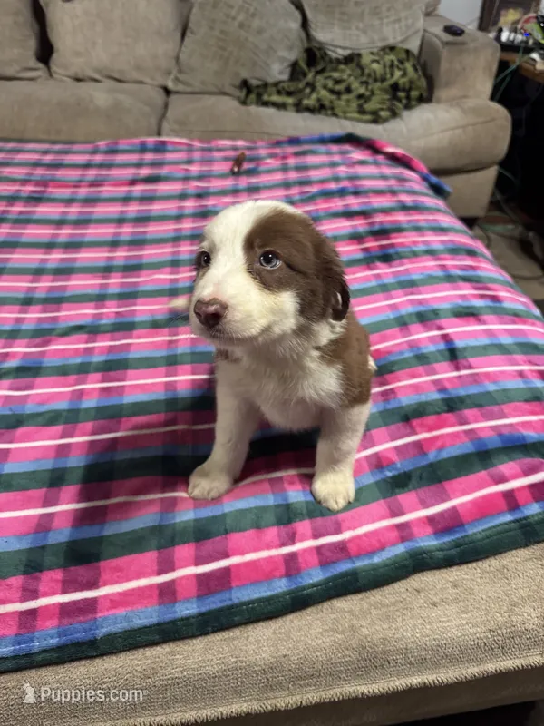 Belle – Border Collie puppy for sale in Waco, TX