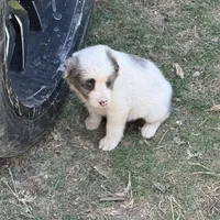 Lucy, a female Australian Cattle Dog and Border Collie for sale in Waco, TX – Photo 2 of 3