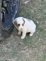 Lucy, a female Australian Cattle Dog and Border Collie for sale in Waco, TX – Photo 2 of 3