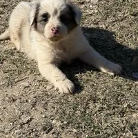 Lucy, a female Australian Cattle Dog and Border Collie for sale in Waco, TX – Photo 3 of 3