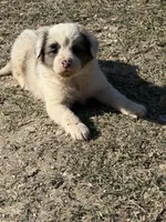 Lucy, a female Australian Cattle Dog and Border Collie for sale in Waco, TX – Photo 3 of 3