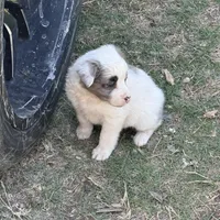 Lucy, a female Australian Cattle Dog and Border Collie for sale in Waco, TX – Photo 1 of 3