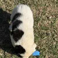 Snoopy, a male Australian Cattle Dog and Border Collie for sale in Waco, TX – Photo 2 of 3