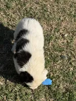 Snoopy, a male Australian Cattle Dog and Border Collie for sale in Waco, TX – Photo 2 of 3