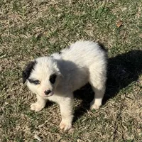 Snoopy, a male Australian Cattle Dog and Border Collie for sale in Waco, TX – Photo 3 of 3
