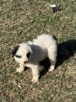 Snoopy, a male Australian Cattle Dog and Border Collie for sale in Waco, TX – Photo 3 of 3