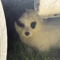 Snoopy, a male Australian Cattle Dog and Border Collie for sale in Waco, TX – Photo 1 of 3