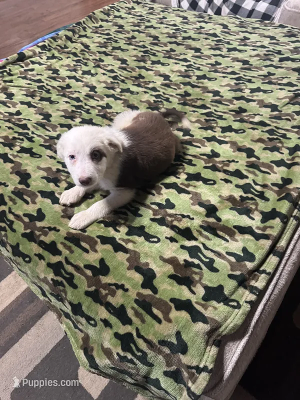 Jesse – Border Collie puppy for sale in Waco, TX