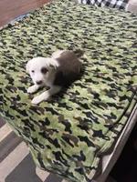 Jesse, a male Border Collie for sale in Waco, TX – 1 of 2