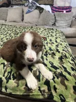 Simba , a male Border Collie for sale in Waco, TX – 1 of 2
