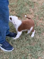 Jesse, a male Border Collie for sale in Waco, TX – 5 of 7
