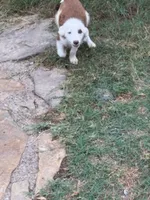 Jesse, a male Border Collie for sale in Waco, TX – 4 of 7