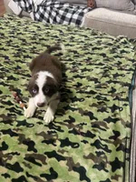 Bo, a male Border Collie for sale in Waco, TX – 1 of 2