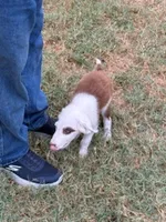 Jesse, a male Border Collie for sale in Waco, TX – 6 of 7