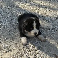 Peanut, a male Australian Cattle Dog and Border Collie for sale in Waco, TX – Photo 3 of 3