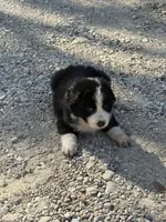 Peanut, a male Australian Cattle Dog and Border Collie for sale in Waco, TX – Photo 3 of 3