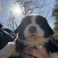Peanut, a male Australian Cattle Dog and Border Collie for sale in Waco, TX – Photo 1 of 3