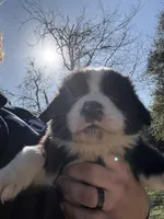 Peanut, a male Australian Cattle Dog and Border Collie for sale in Waco, TX – Photo 1 of 3