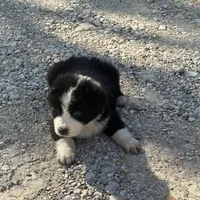 Peanut, a male Australian Cattle Dog and Border Collie for sale in Waco, TX – Photo 2 of 3