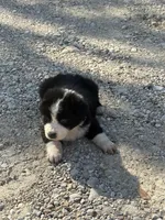 Peanut, a male Australian Cattle Dog and Border Collie for sale in Waco, TX – Photo 2 of 3