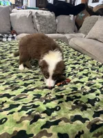 Buzz, a male Border Collie for sale in Waco, TX – 2 of 2