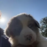 Timmy, a male Australian Cattle Dog and Border Collie for sale in Waco, TX – Photo 1 of 3