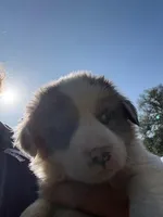Timmy, a male Australian Cattle Dog and Border Collie for sale in Waco, TX – Photo 1 of 3