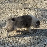 Timmy, a male Australian Cattle Dog and Border Collie for sale in Waco, TX – Photo 3 of 3