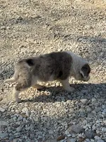 Timmy, a male Australian Cattle Dog and Border Collie for sale in Waco, TX – Photo 3 of 3