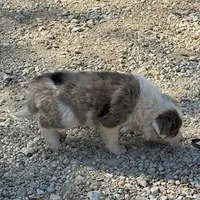 Timmy, a male Australian Cattle Dog and Border Collie for sale in Waco, TX – Photo 2 of 3