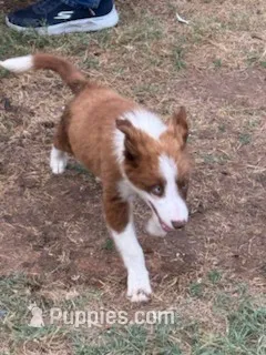 Simba  – Border Collie puppy for sale in Waco, TX