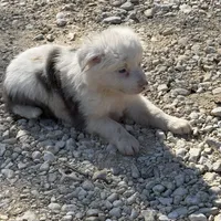 Trixie, a female Australian Cattle Dog and Border Collie for sale in Waco, TX – Photo 3 of 4
