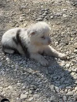 Trixie, a female Australian Cattle Dog and Border Collie for sale in Waco, TX – Photo 3 of 4