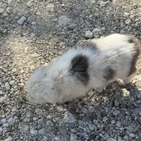 Trixie, a female Australian Cattle Dog and Border Collie for sale in Waco, TX – Photo 4 of 4