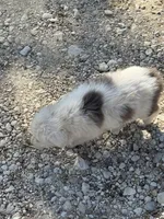 Trixie, a female Australian Cattle Dog and Border Collie for sale in Waco, TX – Photo 4 of 4
